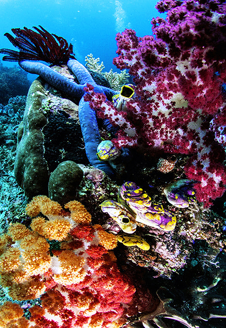 a variety of coral