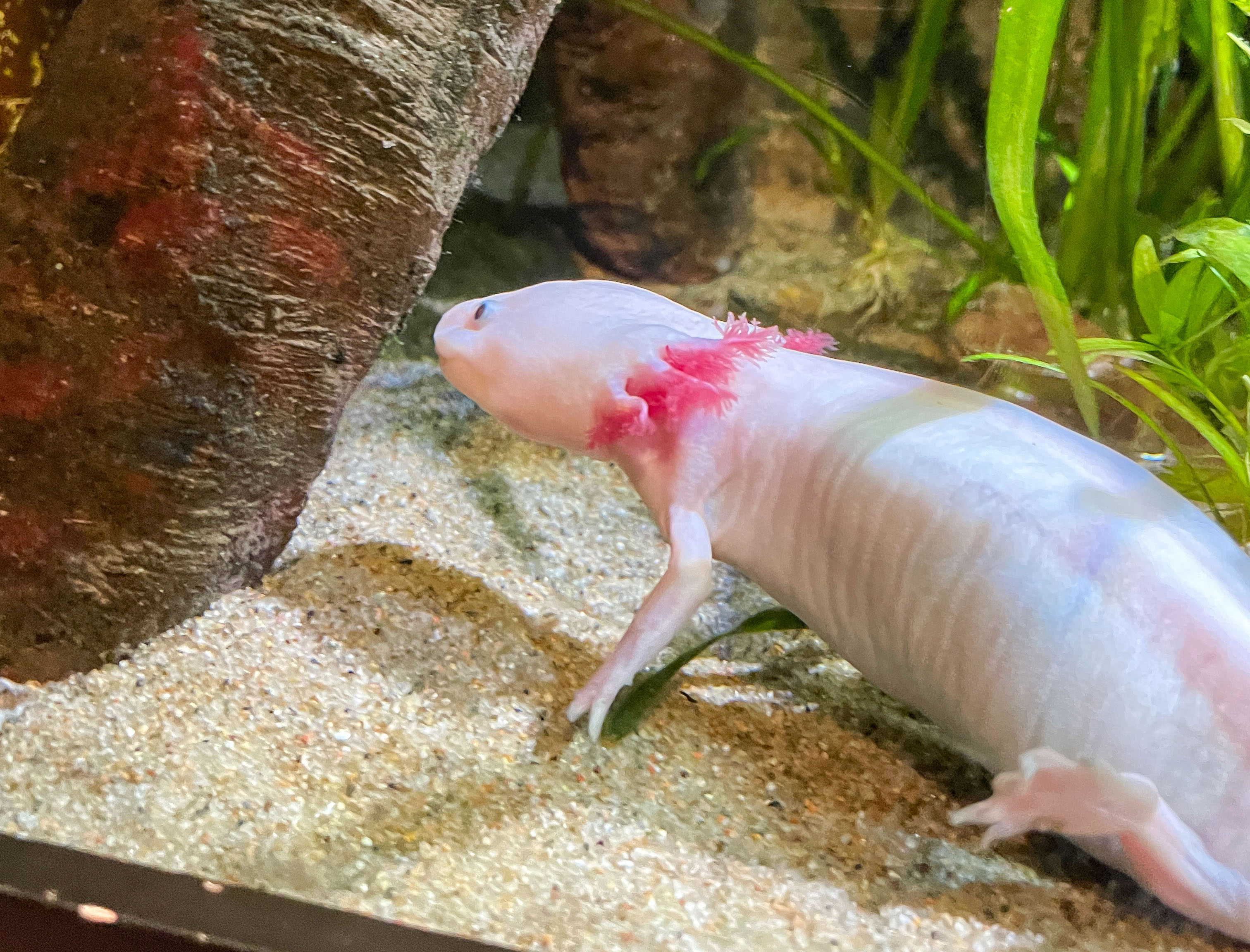 axolotl