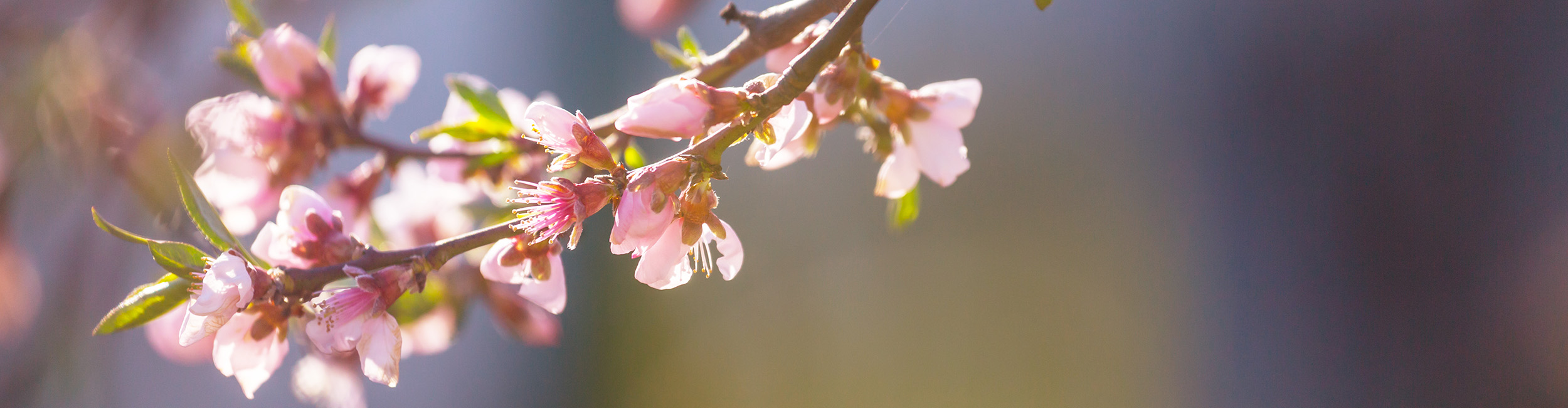Cherry blossoms in spring