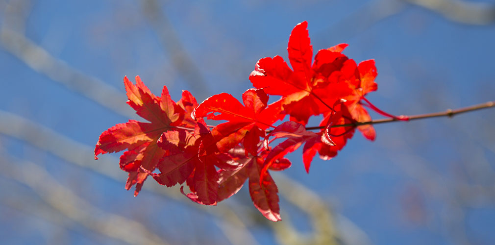 close up of maple leaves