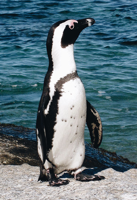penguin by the water