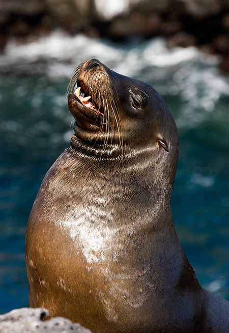 Galapagos sea lion