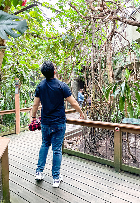 Gabriel looking up at the sloth in the trees