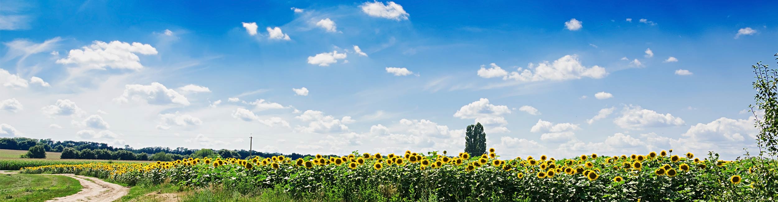 Summer field against the blue sky. Beautiful landscape