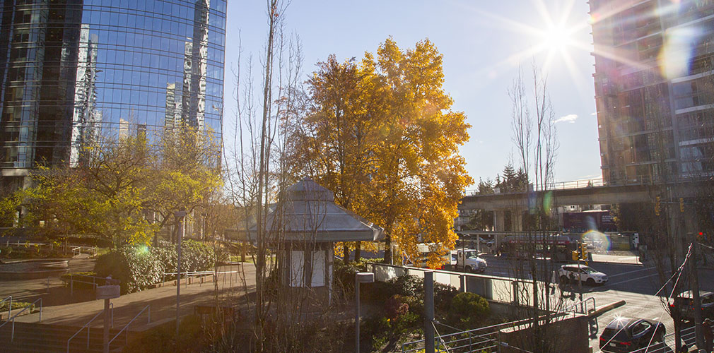 a tree at Metrotown