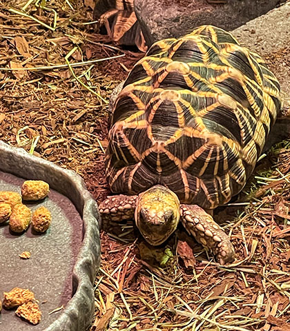 turtle with some food